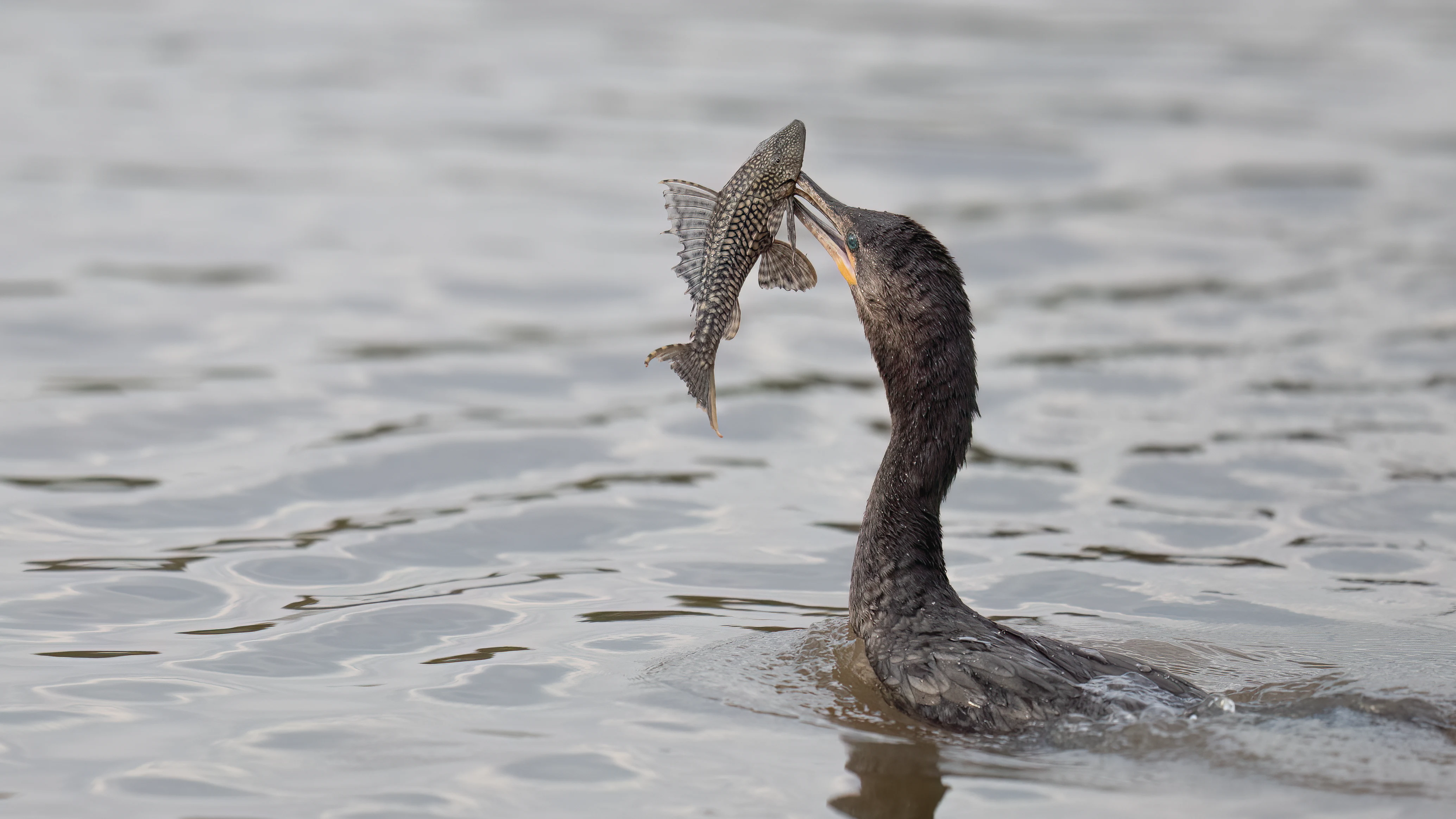 Pantanal Jaguar Expedition gallery image 27